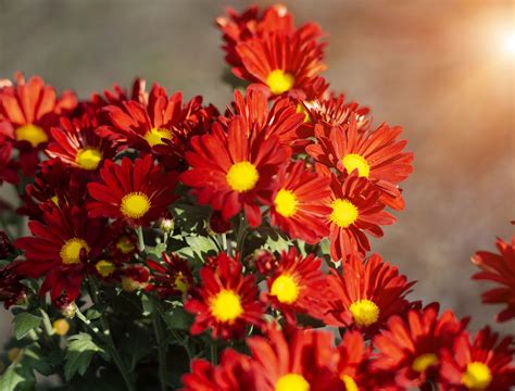15 Types of Mums for Your Gardens - Backyard Boss
