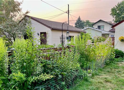 Native plants in your yard in Minnesota — Great River Greening