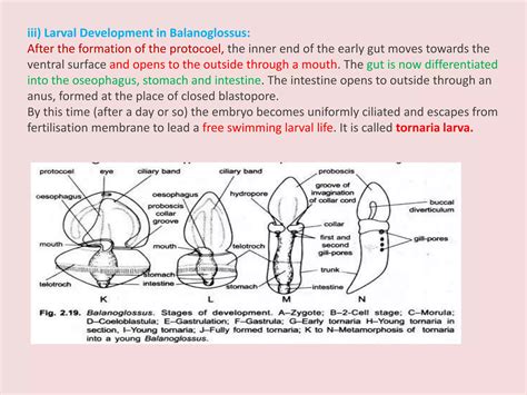 Mapping The Global Geographical Distribution Of Balanoglossus
