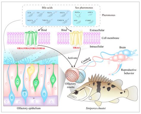 Genome-Wide Identification, Characterization of the ORA (Olfactory ...