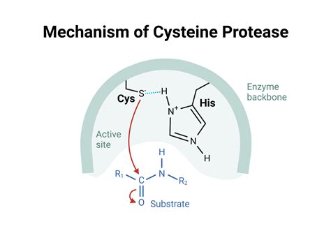 Mechanism of Cysteine Protease | BioRender Science Templates