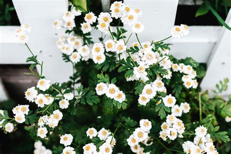 10 Great Shrubs That Bloom With White Flowers