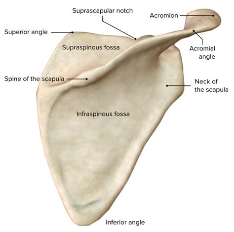 Angle Of Scapula _ Scapula bone: anatomy, structure and labeled diagram ...