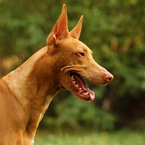 Podenco: características, carácter y cuidados