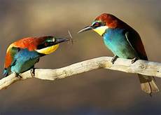 Cool Bird by 17 Cool Birds That Throw Some Serious Shade Pictures Cool Bird