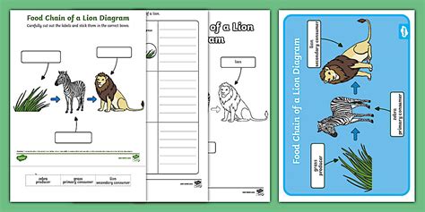 Food Chain of a Lion Diagram Pack (teacher made) - Twinkl