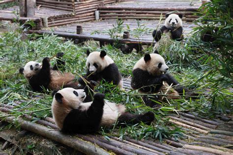 【携程攻略】成都成都大熊猫繁育研究基地景点,大熊猫繁育研究基地是以造园手法模拟大熊猫野外生态环境，绿化覆盖率…