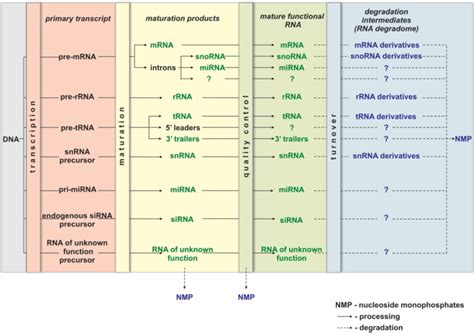 RNA Transcript Loop 的图像结果
