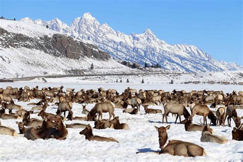 The Wolves of Yellowstone and What 25 Years Have Taught Us
