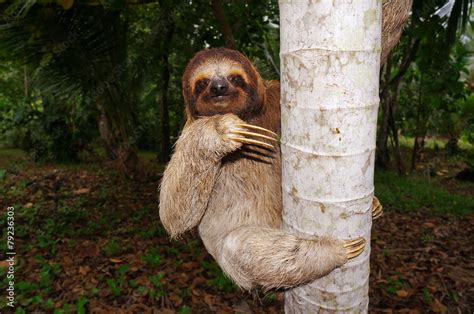 Sloth Climbing Tree 的图像结果