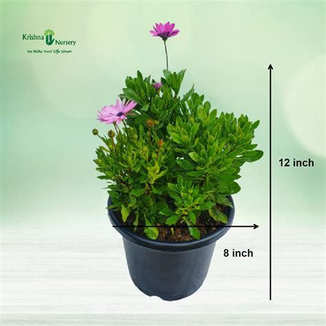 Golden Duranta Plant