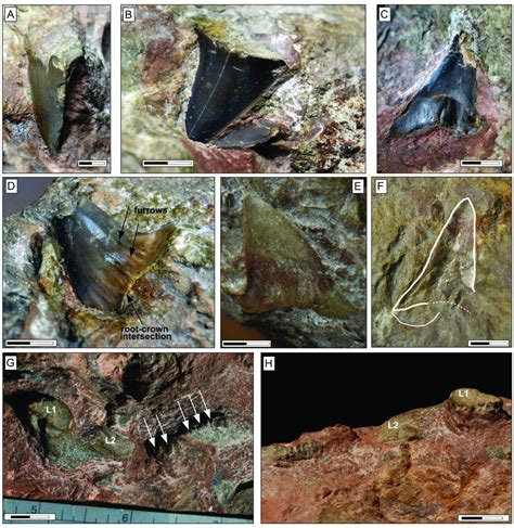 Scientists Uncover Shark Fossil Secrets In Italy
