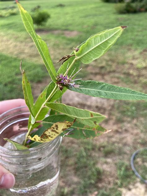 Virginia Zone Plants