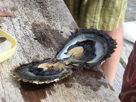How Do Oysters Get Rid Of Pearls at Flynn Trenwith blog