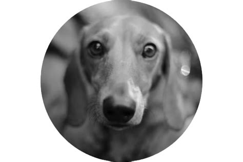 Image result for Datamine Transparent Logo