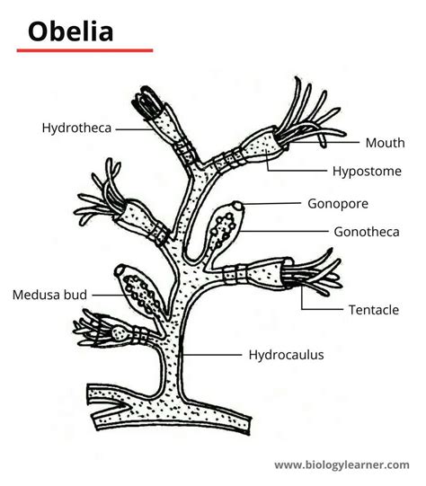 Phylum Of Obelia