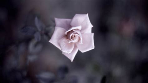Download wallpaper 1920x1080 flower, rose, petals, plant, blurring hd ...
