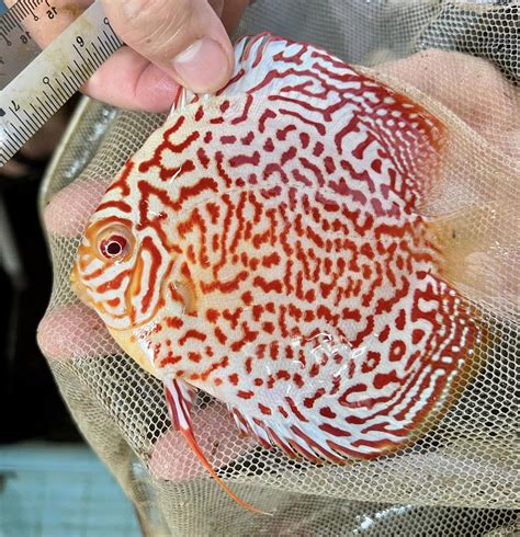 Discus Guide 的图像结果