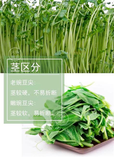 绿色豌豆尖高清图片下载_红动中国