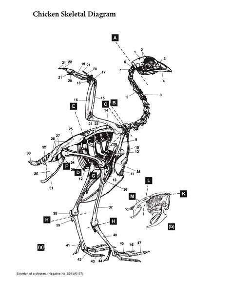 Chicken Skeletal Diagram | Agricultural Marketing Service
