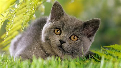 Download wallpaper 1600x900 kitten, grass, face, furry, curious ...