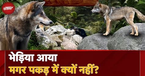 Wolf Attack Bahraich: बहराइच से सीतापुर तक भेड़ियों के बढ़ते कहर की ...