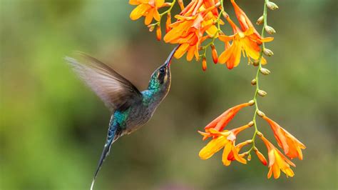 Planter Flowers That Attract Hummingbirds