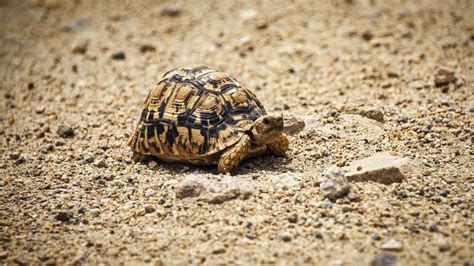 Wallpaper turtle, shell, sand, animal, pebbles hd, picture, image