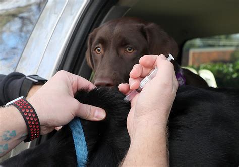 Dog flu outbreaks hit shelters, homes across US as vets encourage ...