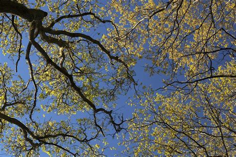 Woodland walk in Ecclesall Woods, Ecclesall Woods, Sheffield, 11 August ...