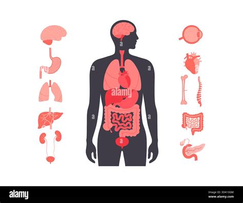 Illustration of internal organs in the human body Stock Photo - Alamy