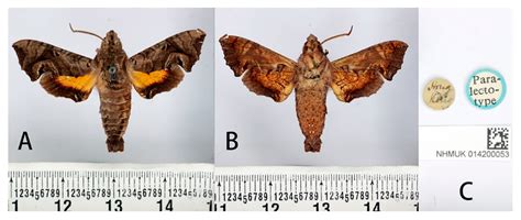 Review of the Narrow-Banded Hawkmoth, Neogurelca montana (Rothschild ...