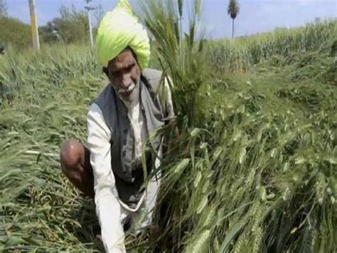 Fasal Bima Yojana : जिन किसानों की बारिश से फसल हो गई बर्बाद, वो ऐसे ...