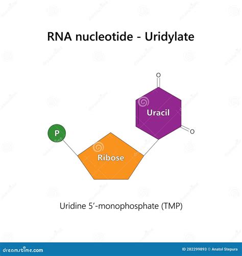 RNA Nucleotide Structure 的图像结果