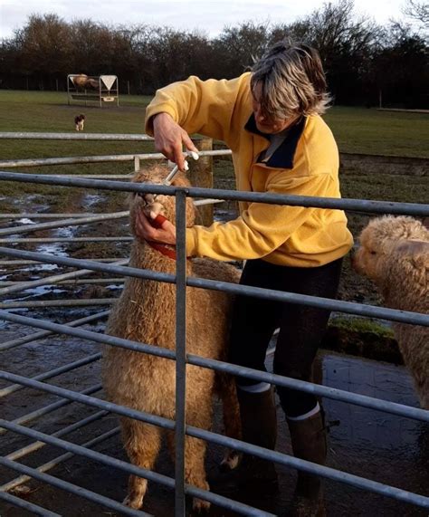 Camelidynamics Handler Course, Kings Lodge, Alcester Road, Flyford ...