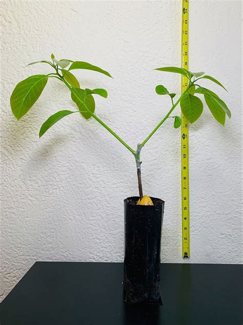 Image result for Small Avocado Tree