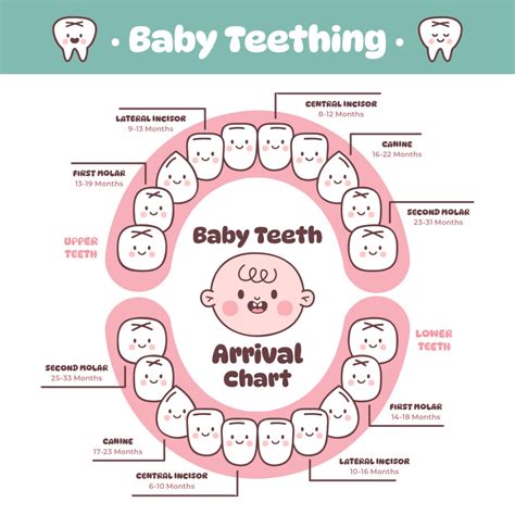 Stages of teeth eruption in your child