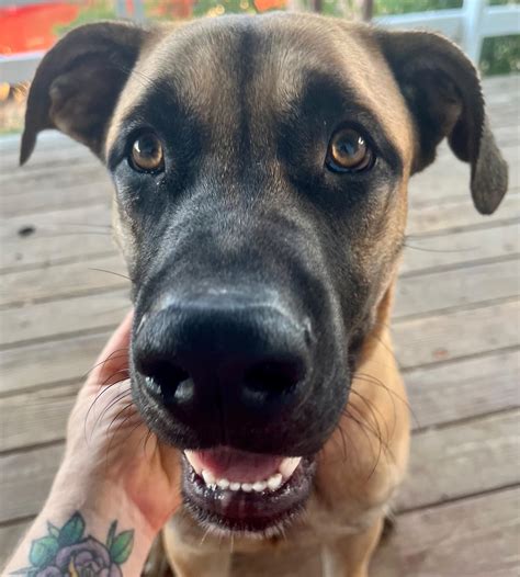 Mastiff Shepherd Mix