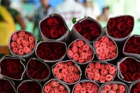 India Expected To Earn Rs 30 Crore From Rose Export Ahead Of Valentine ...