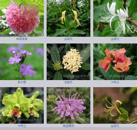 鲜花的品种图片和花名,常见鲜花的名称及图片 - 伤感说说吧