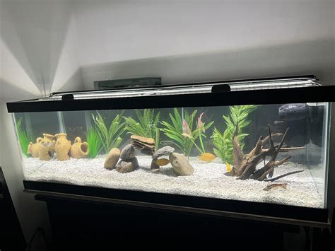 New 60 gallon breeder tank finally cycled in :D : r/Aquariums