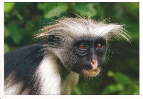 A Journey of Postcards: Red Colobus Monkey at Jazani Forest, Zanzibar