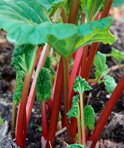 5 common rhubarb mistakes and expert tips to avoid them | Homes and Gardens