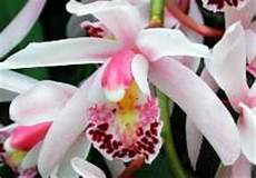 fiore della rinascita fiori significato e simbologia fiore della rinascita fiori significato e simbologia
