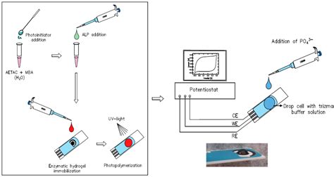 Disposable Electrochemical Biosensor Based on the Inhibition of ...