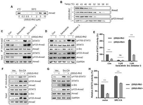 (20S) Ginsenoside Rh2 Inhibits STAT3/VEGF Signaling by Targeting Annexin A2