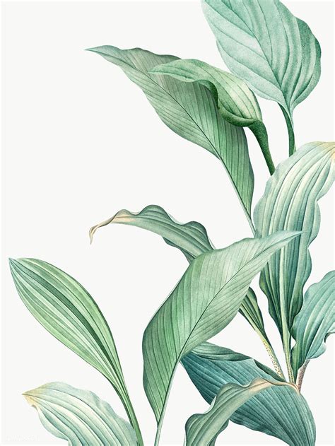Hand drawn tropical leaves transparent png