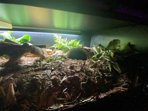 Bioactive Ball Python Setup 的图像结果