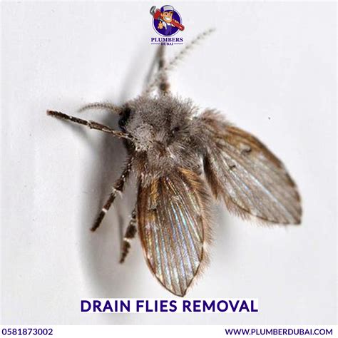 Drain flies removal - 0581873002 - Plumber Dubai - 24/7