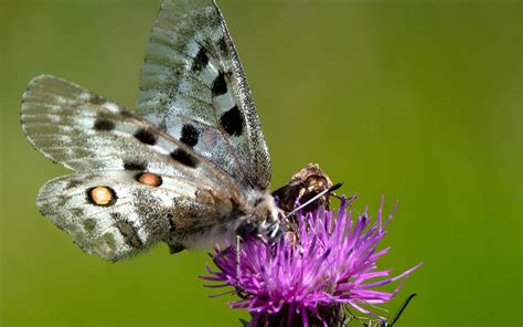 Download wallpaper 3840x2400 butterflies, wings, flower, thistle, macro ...